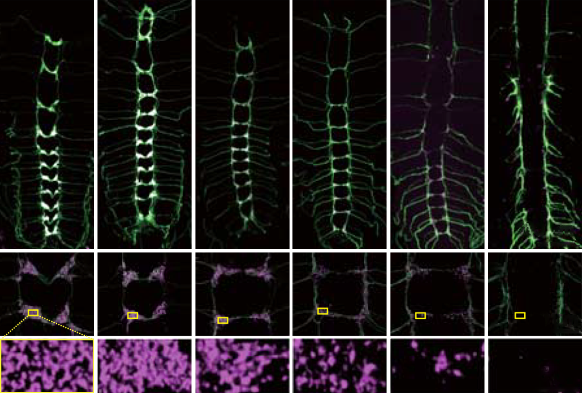 Research image of presynapses on sensory neurons in fruit flies.