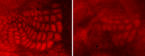Research image showing cortical serotonin staining in mice.