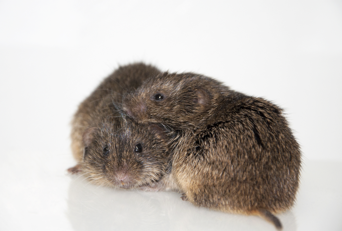 Prairie voles nestling together on white background.