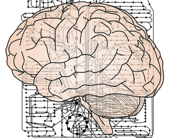 An illustration of a brain