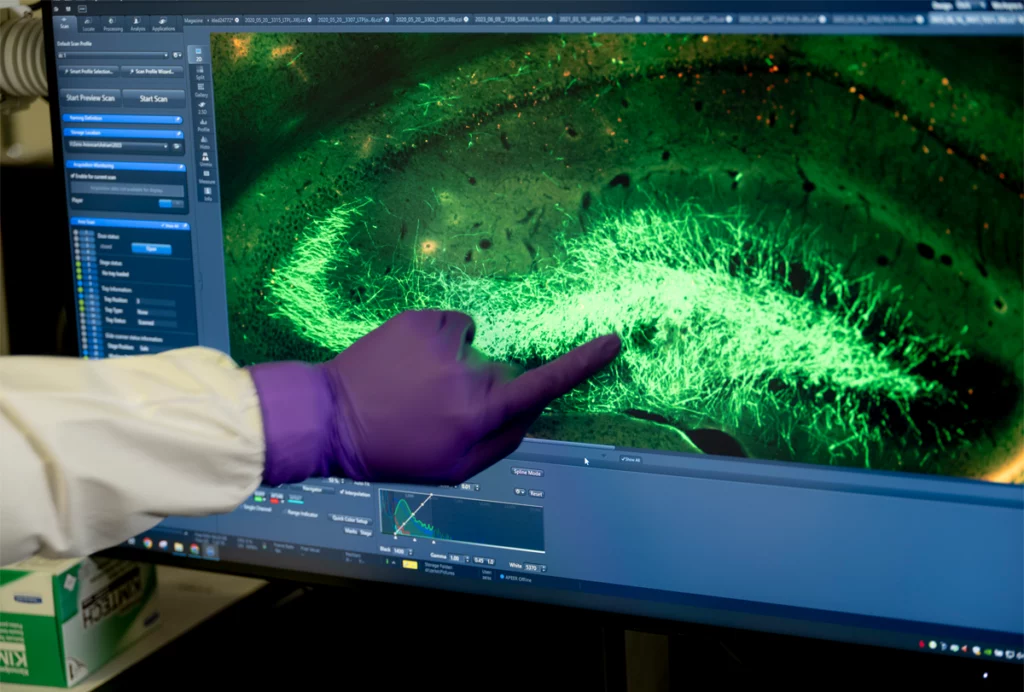 Photograph of a gloved hand pointing to a computer screen that is displaying an image of a mouse brain.