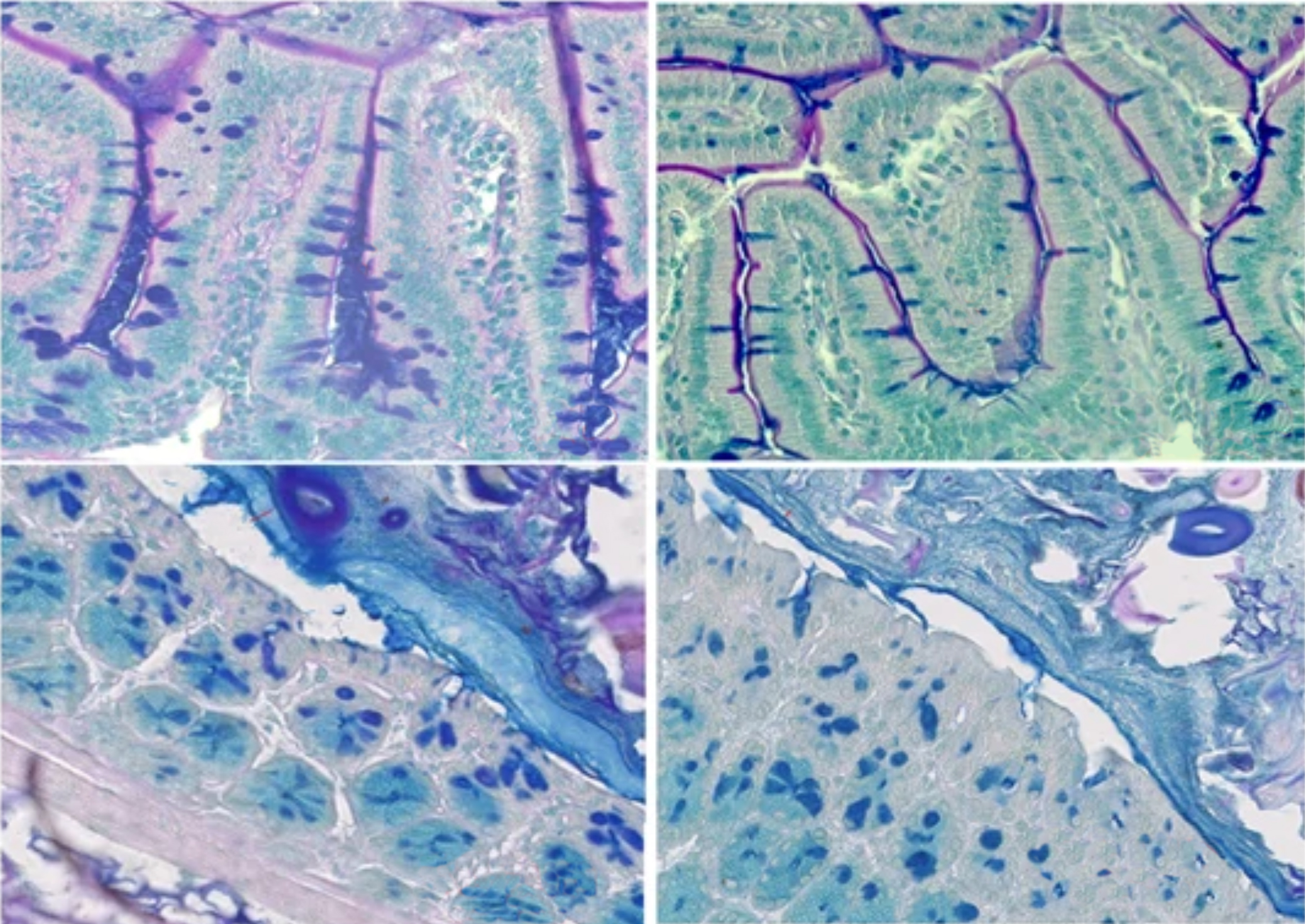 Research images of the small intestine of a mouse