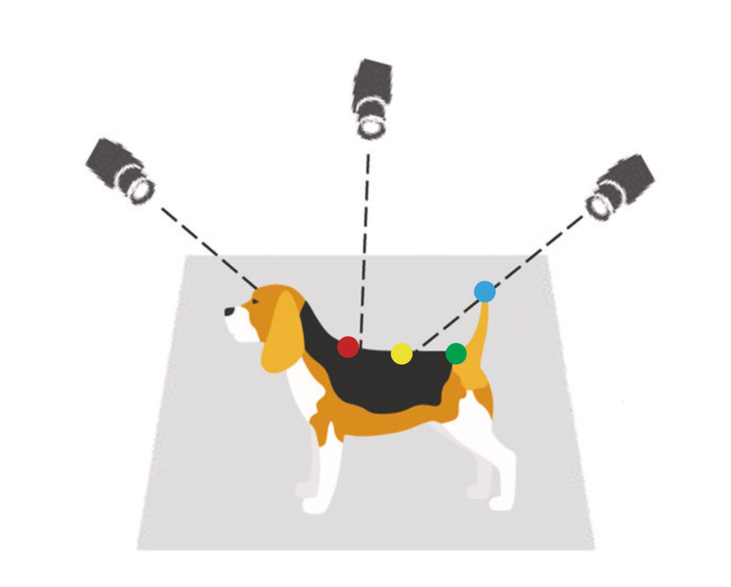 A research image of a beagle