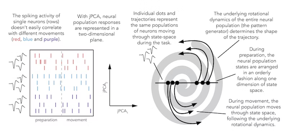 [[Churchland & Cunningham et al. (2012)](https://www.thetransmitter.org/how-to-teach-this-paper/how-to-teach-this-paper-neural-population-dynamics-during-reaching-by-churchland-cunningham-et-al-2012-3/)]