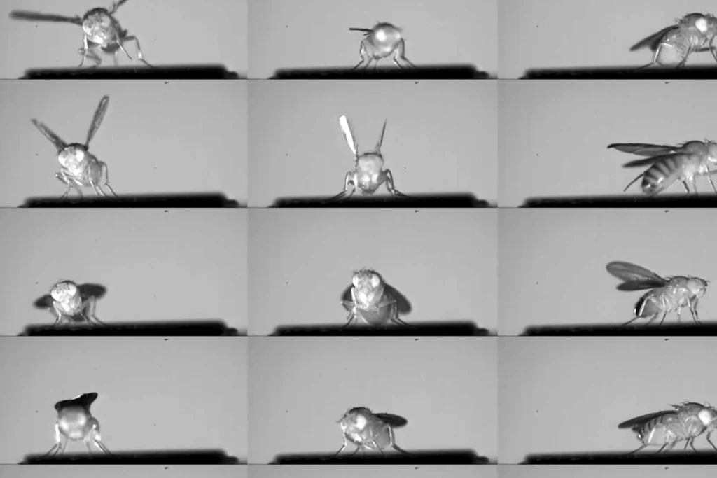 Composite of images of fruit flies taking flight.