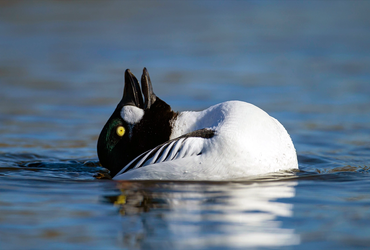 A duck on the water in profile, with its beak facing upwards, looks like a rabbit.
