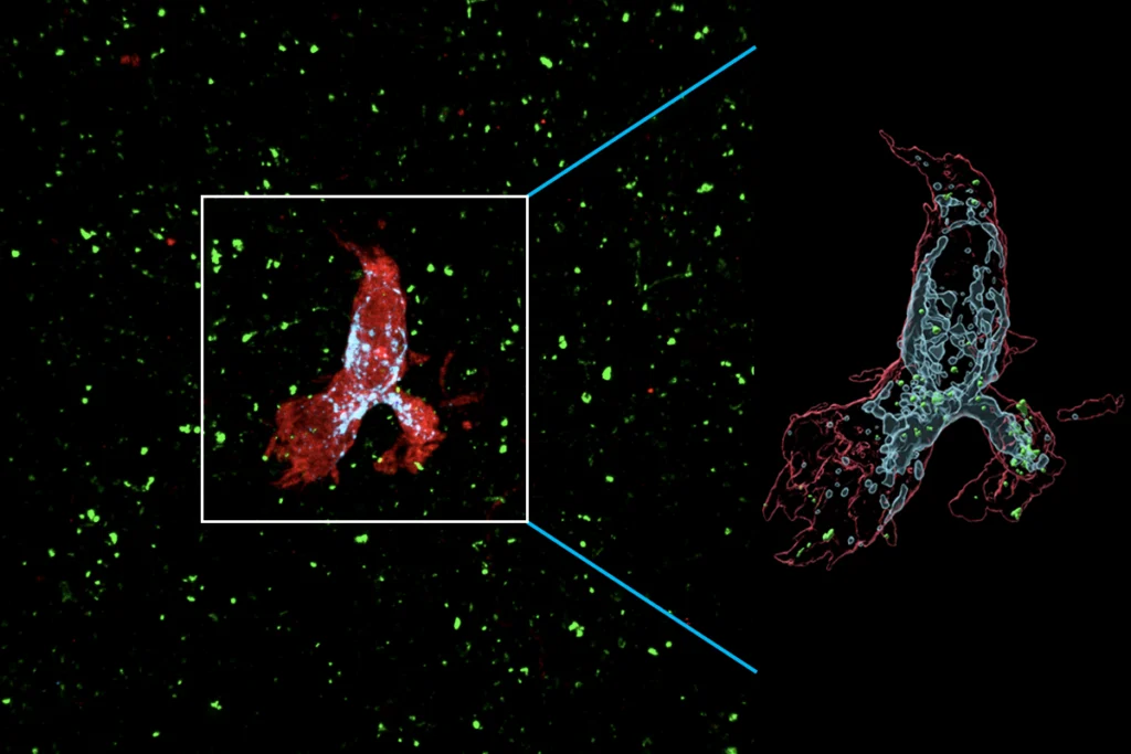 Research image of microglia in mice.