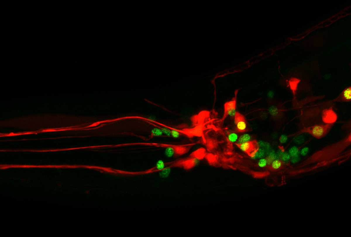 Research image of neurons