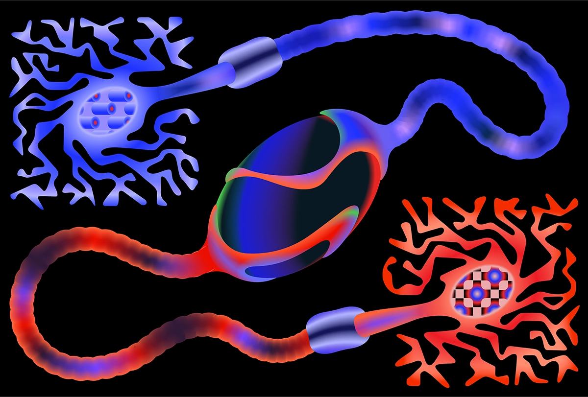 Illustration of two neurons with a shared origin point.