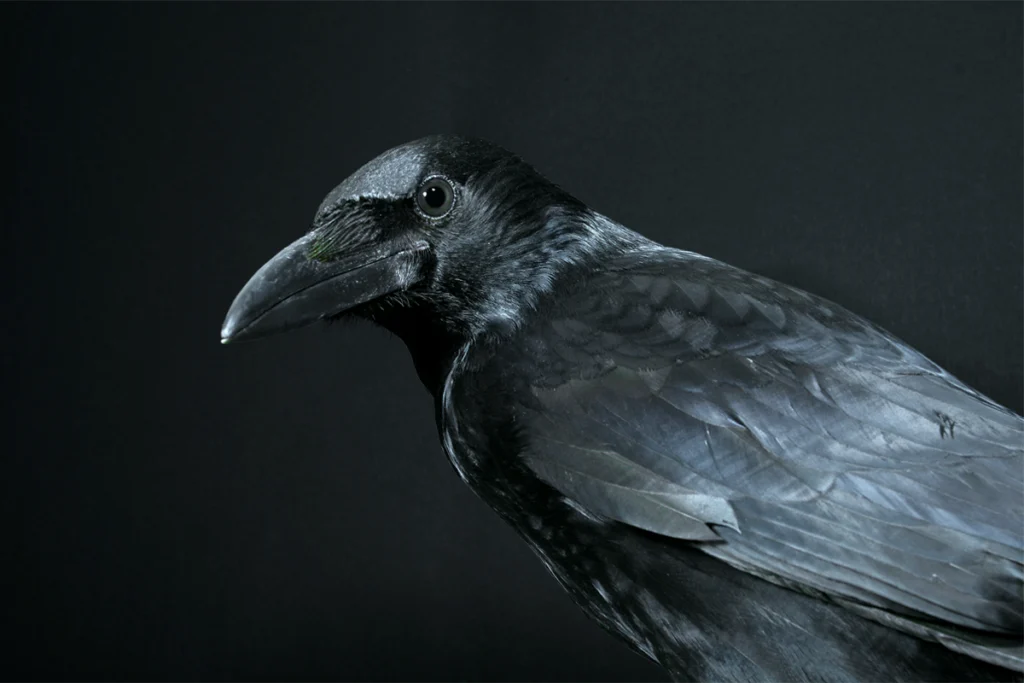 A photograph of a crow against a dark backdrop