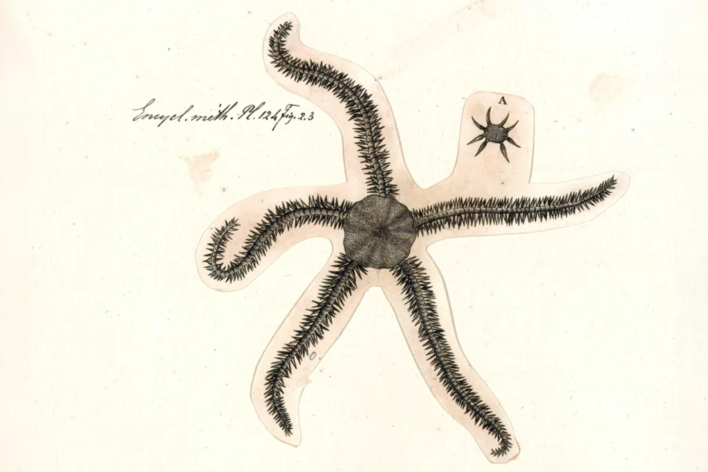 Illustration of a starfish against a white backdrop.