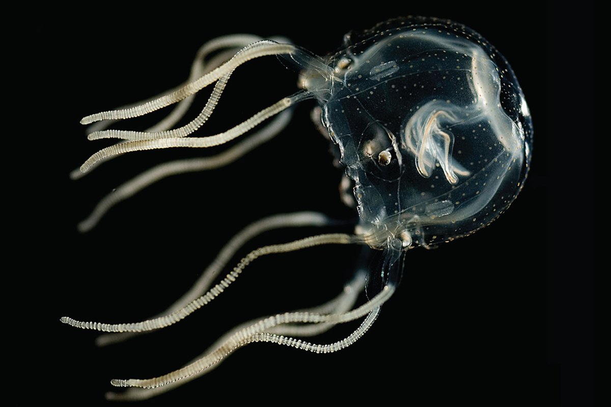 A photograph of a jellyfish in the dark
