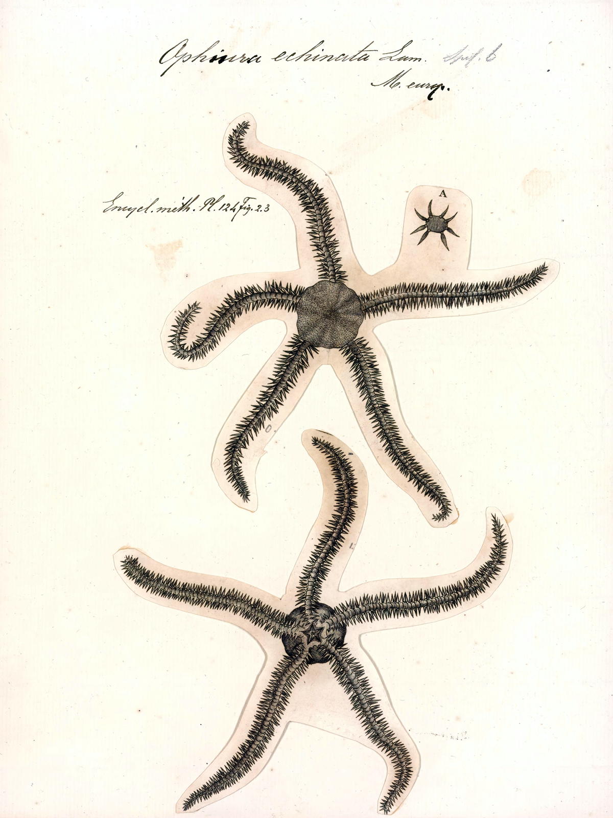 Illustration of two starfish against a white backdrop.