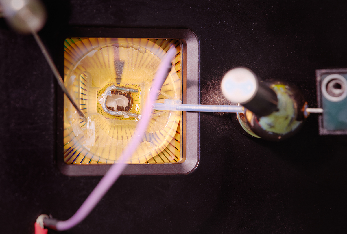 Top down view of a slice of a rat brain connected to an output camera.