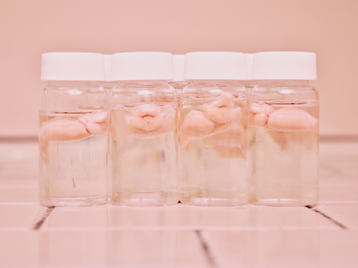 Pink rat brains floating in clear vials on pink tile background.