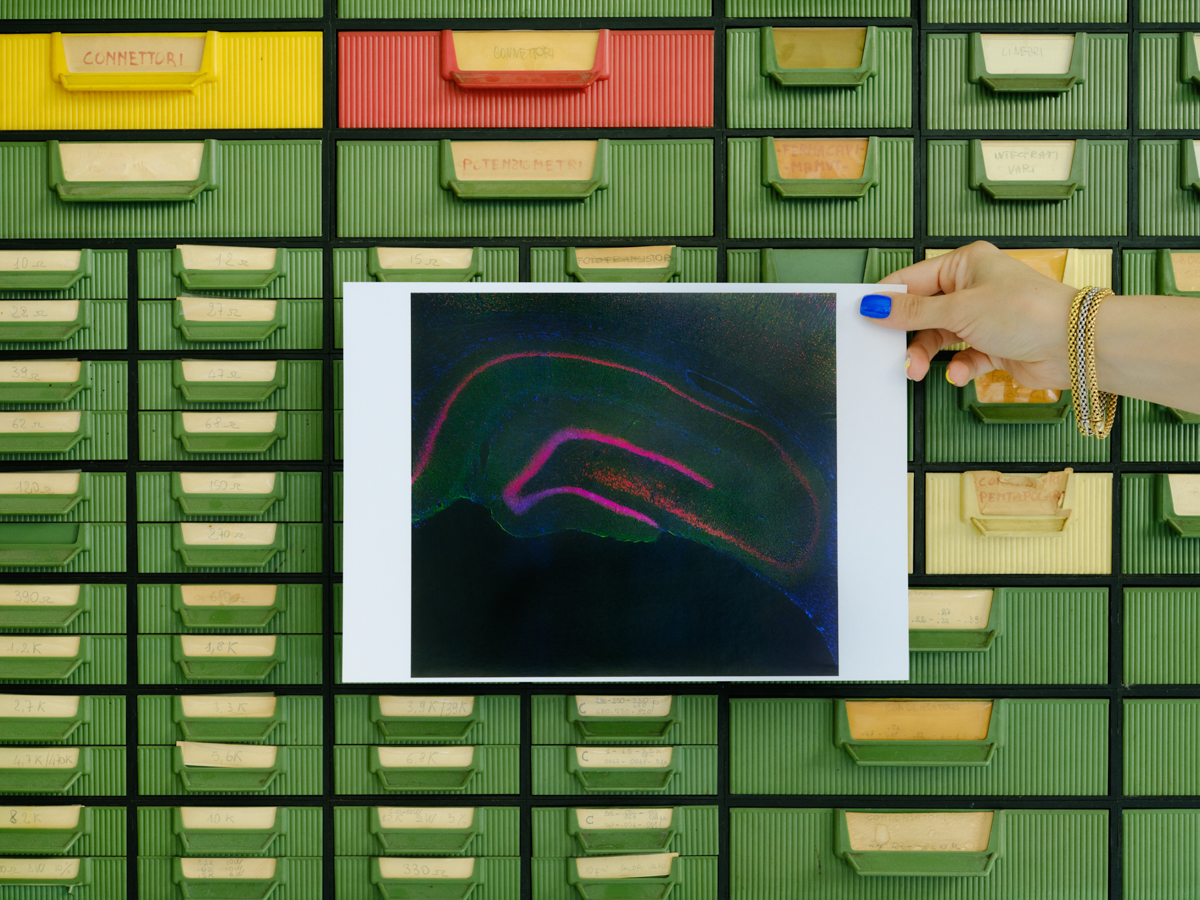 Researcher holds an image of a rat hippocampus slice in front of colorful vintage filing drawers.