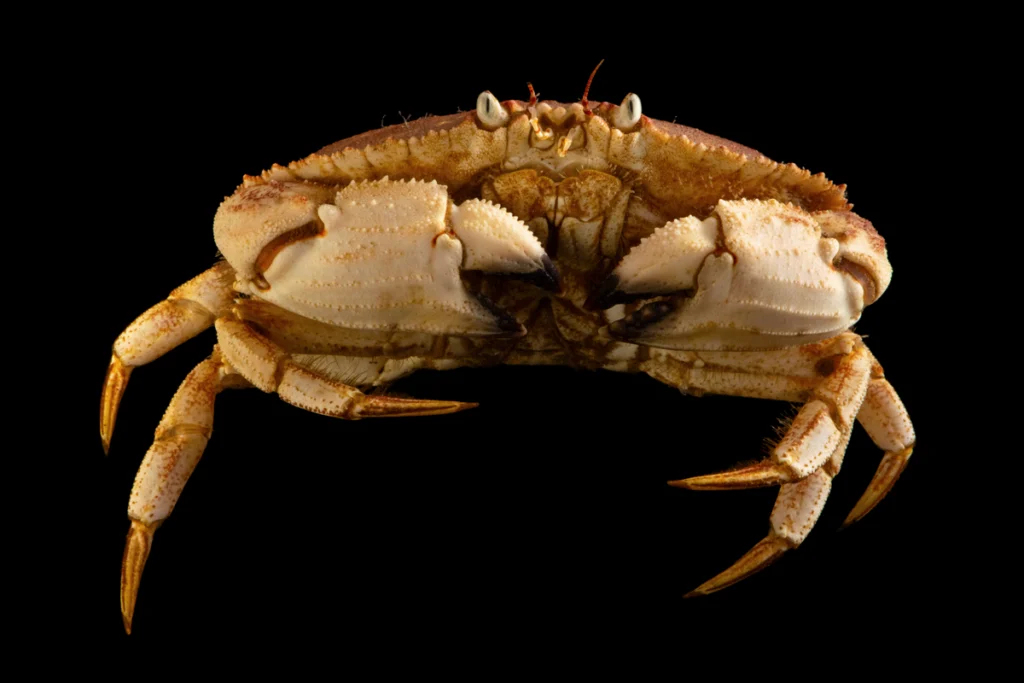A photograph of a crab