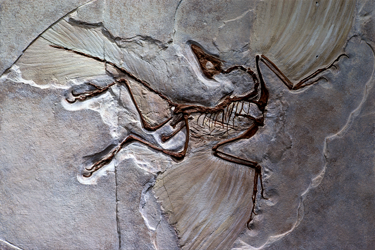An image of a fossil