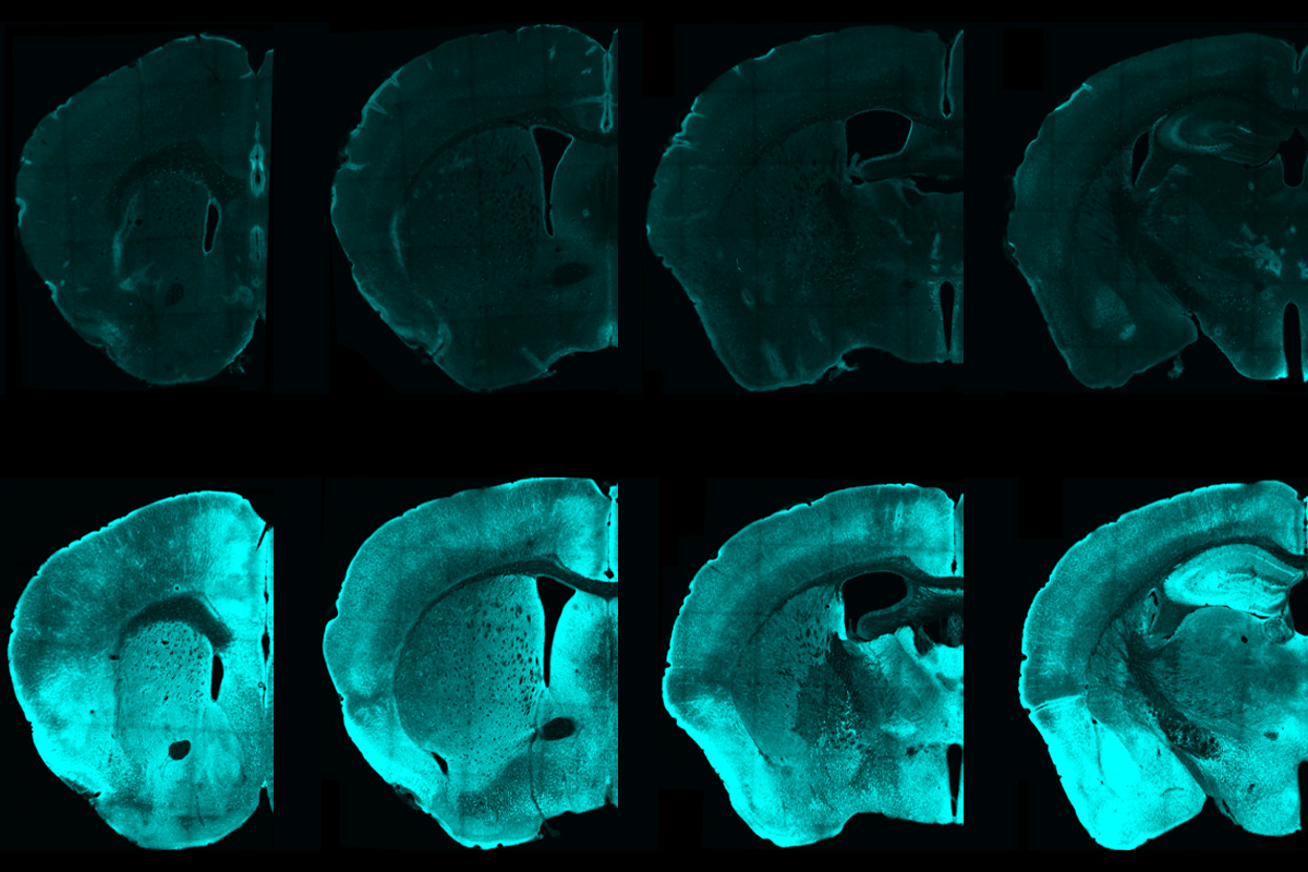 Research image of mouse brains
