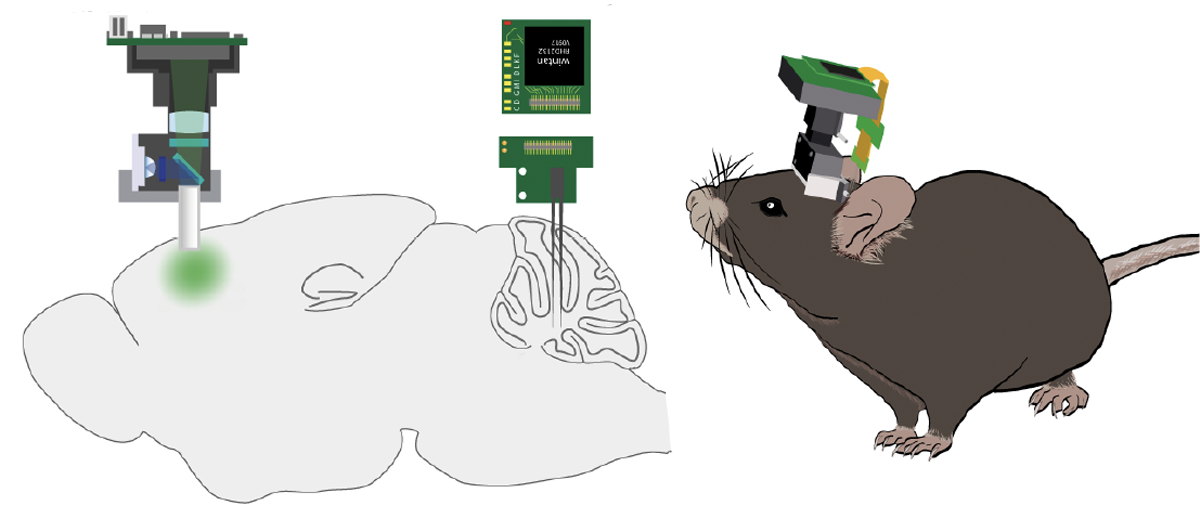Illustration of a mouse with a brain activity-recording device implanted.