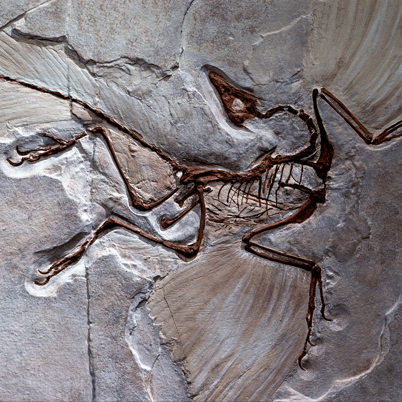 Expanding 'little brain' may have powered dinosaur flight episode artwork