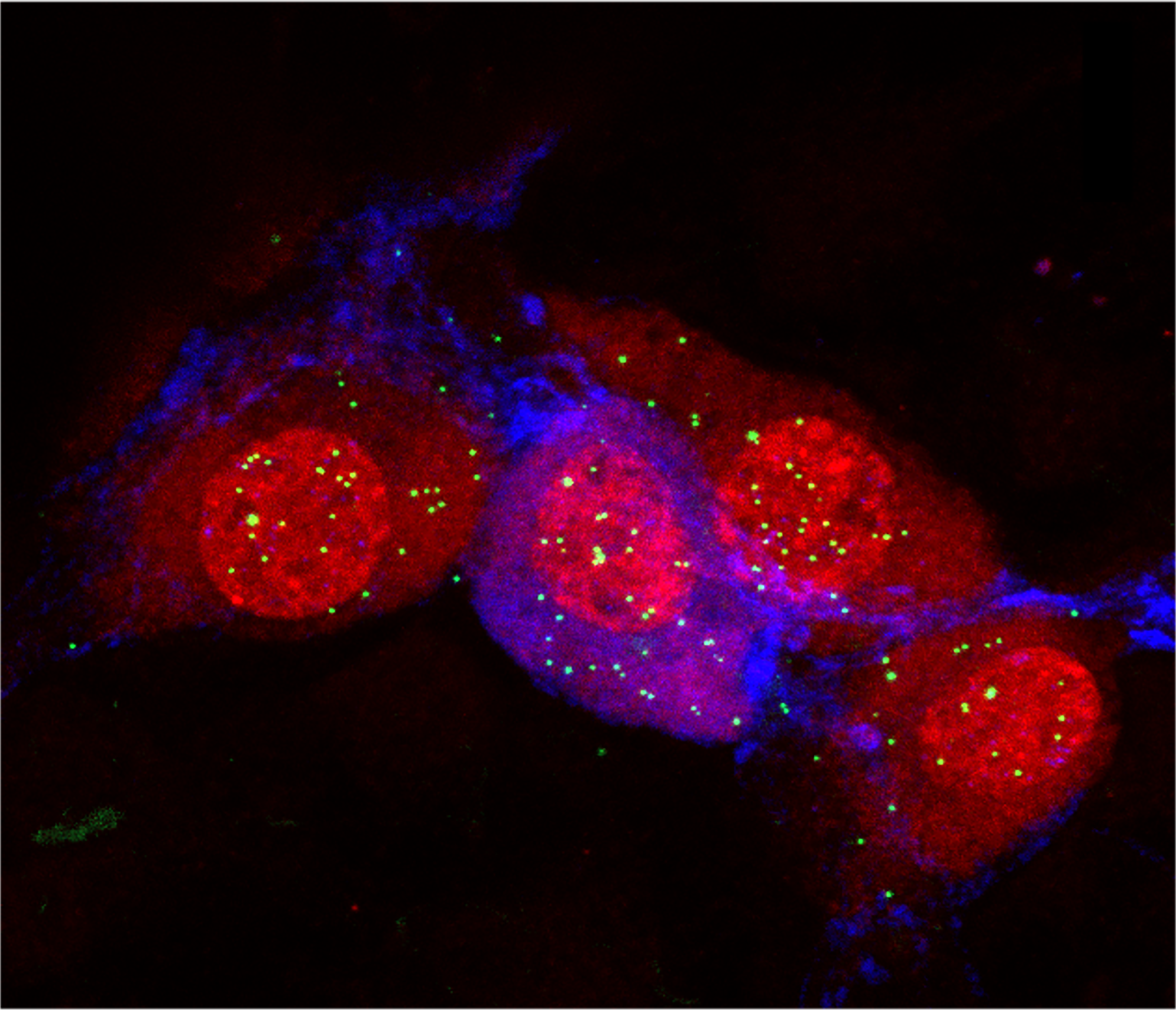 Research image of neurons in the small intestine of a wildtype mouse.