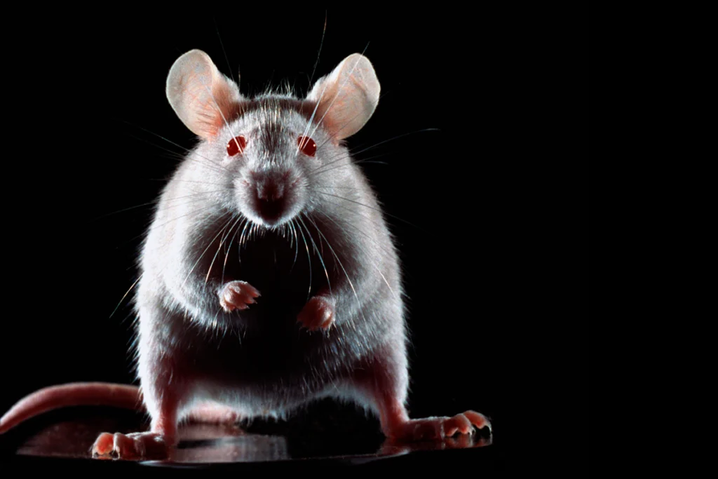 Photograph of an intimidating lab mouse.