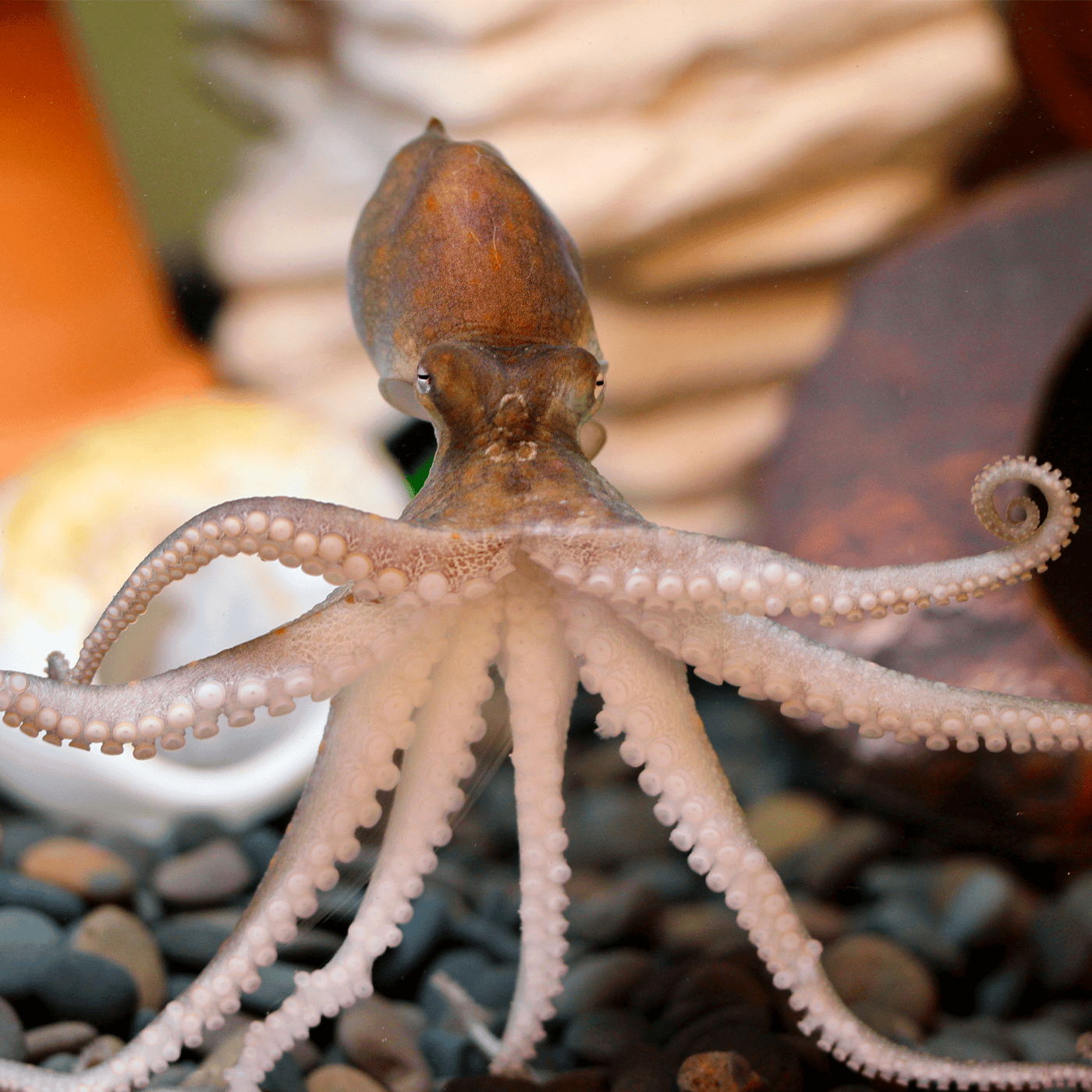 Knowledge gaps in cephalopod care could stall welfare standards episode artwork