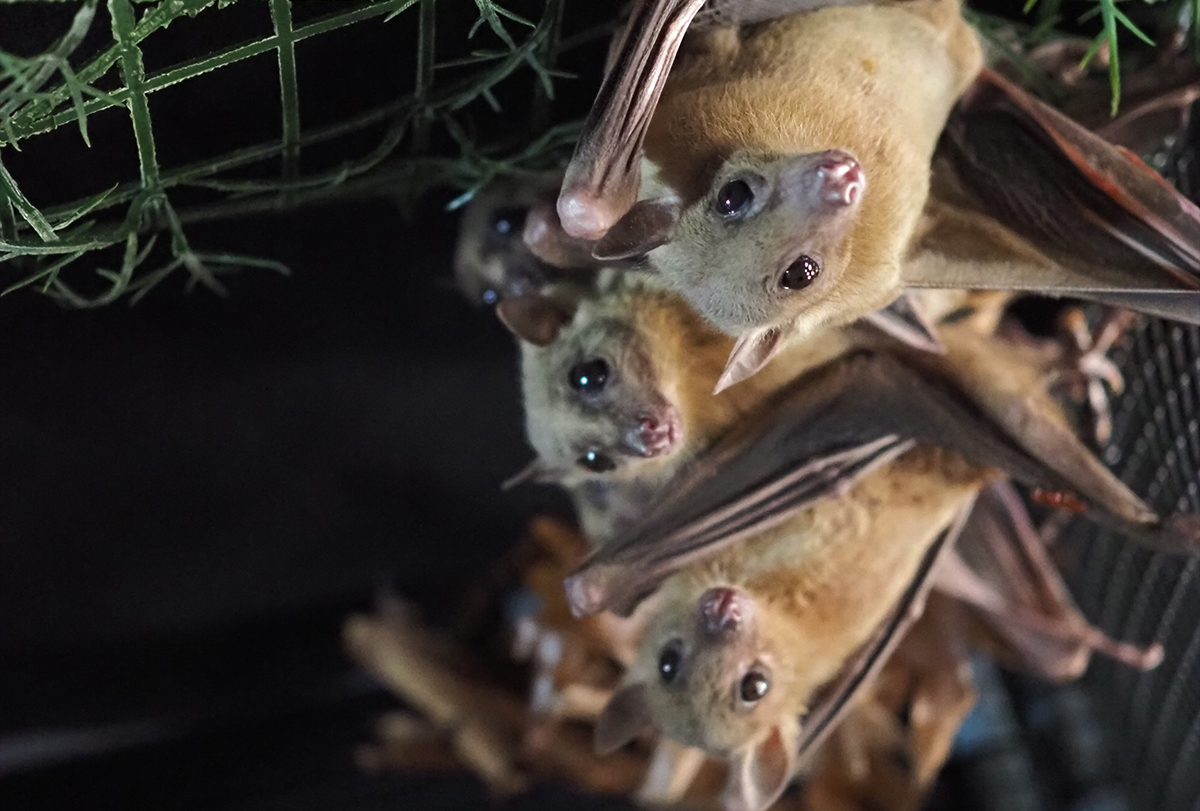 A group of bats with light brown fur look at the camera, in an enclosure.