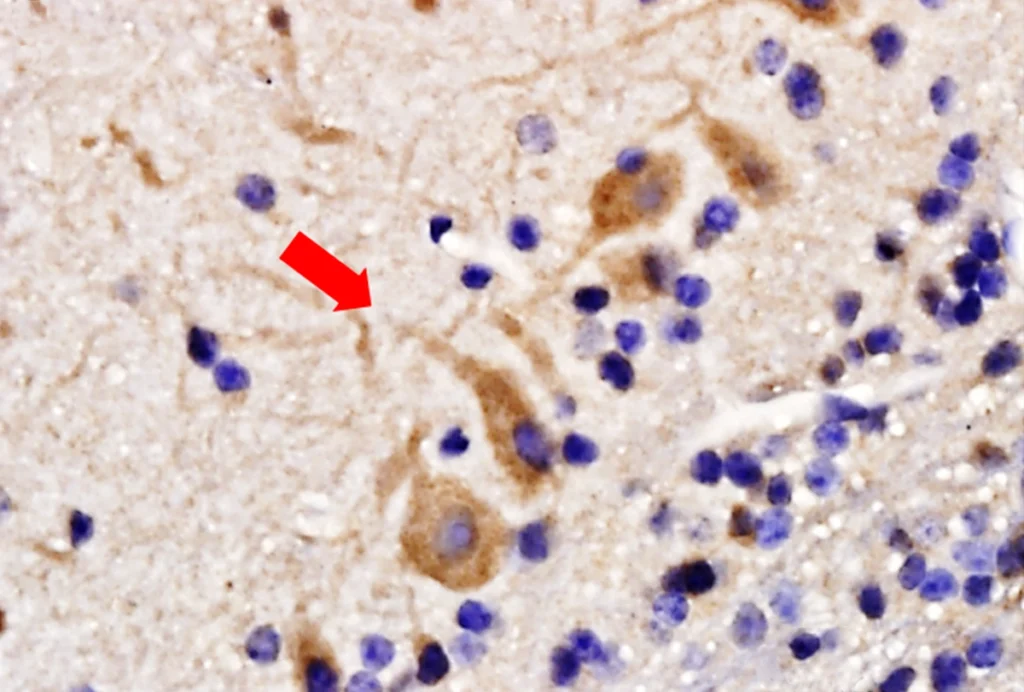 Research image of neurons in the rat olfactory bulb.