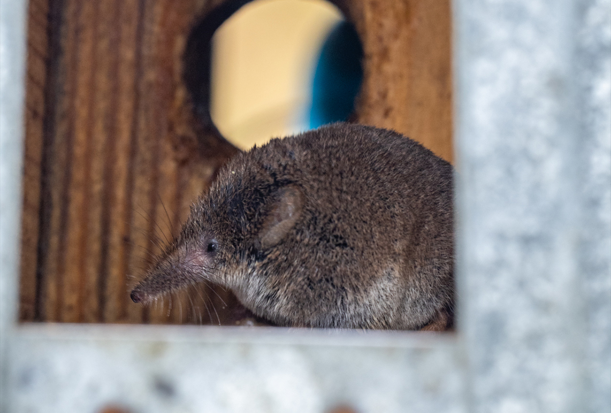 A shrew seen in profile, inside a wooden box.
