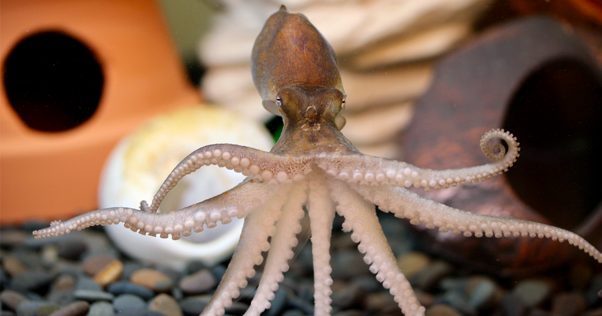 Knowledge gaps in cephalopod care could stall welfare standards
