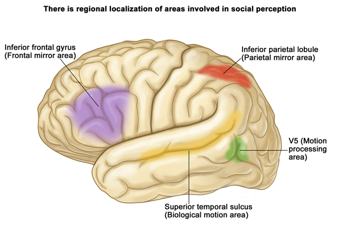 Brain areas involved in the “beholder’s share”