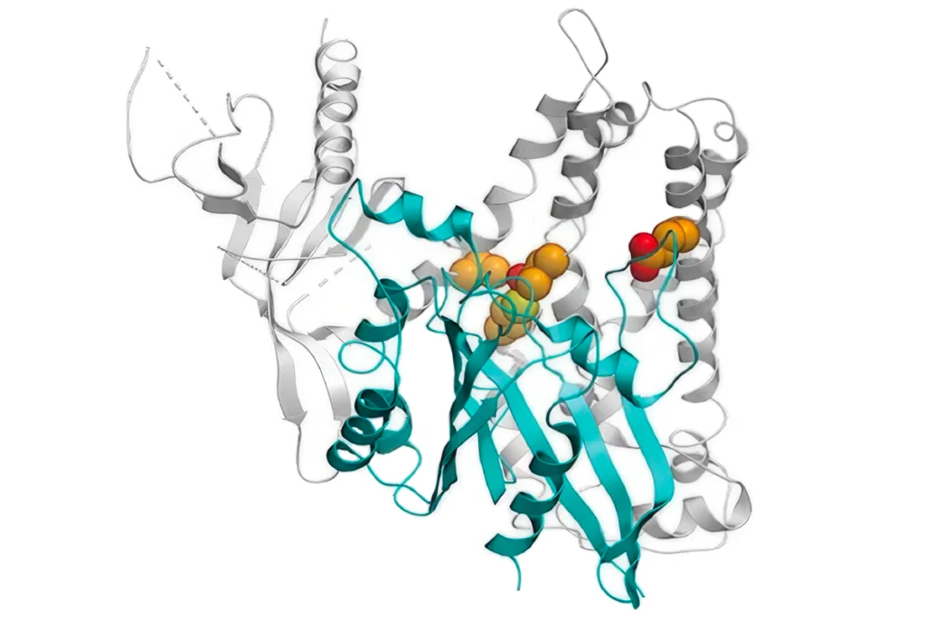 Computer-generated image of a protein binding to another protein.
