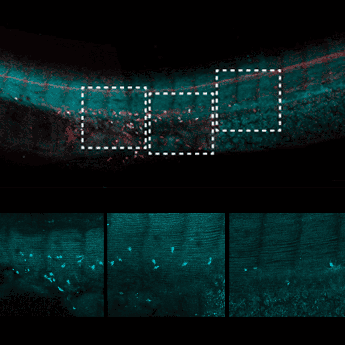 New look at lampreys rewrites textbooks on origins of sympathetic nervous system episode artwork