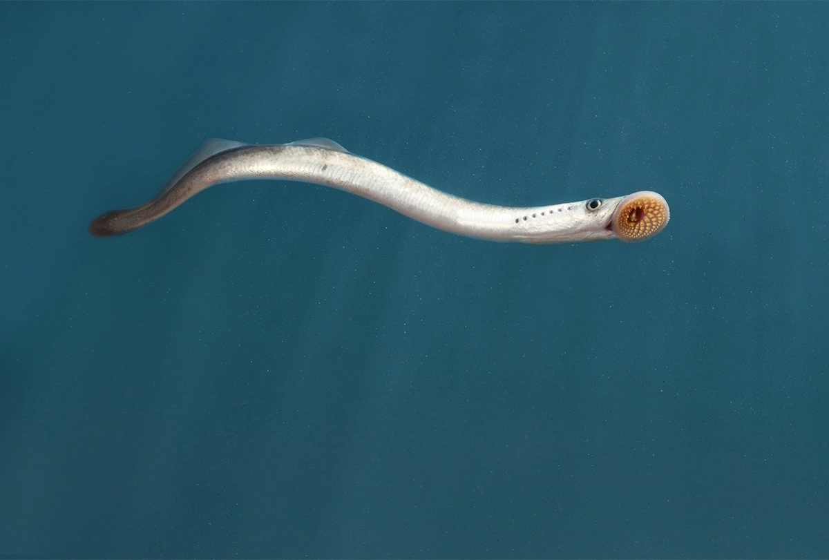 Image of a lamprey.