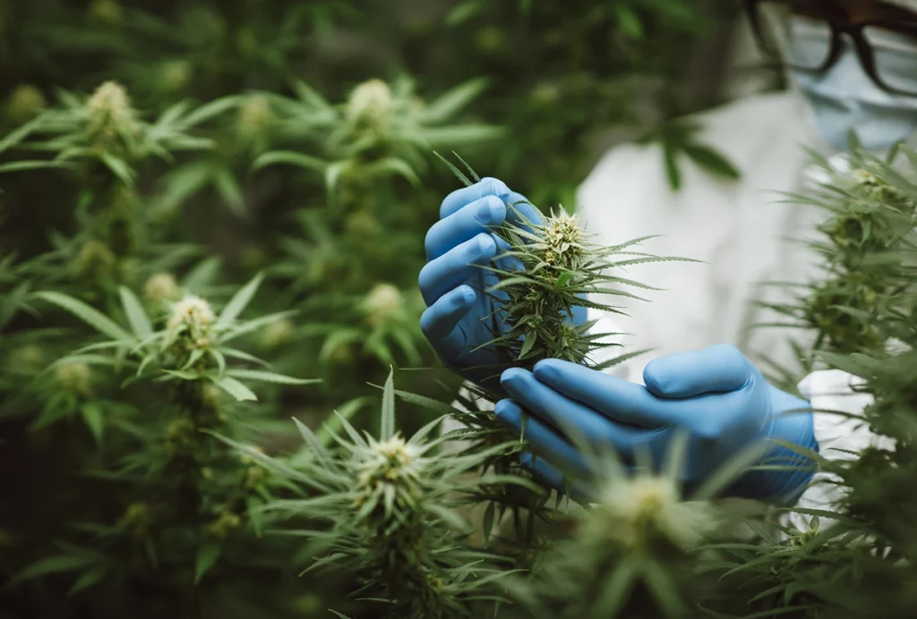 A photograph of a scientist holding a cannabis plant
