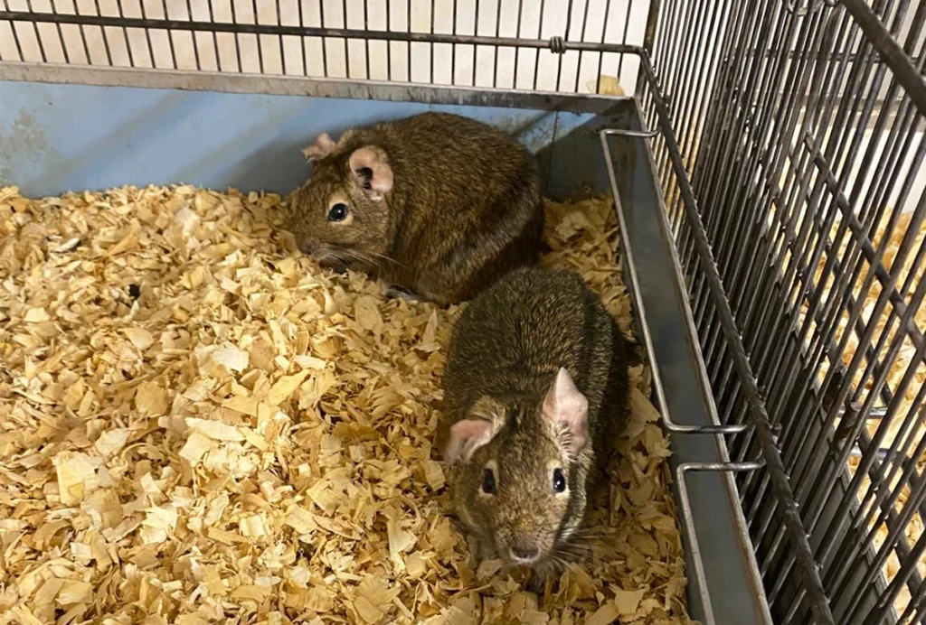 Picture of two Degus in a cage.