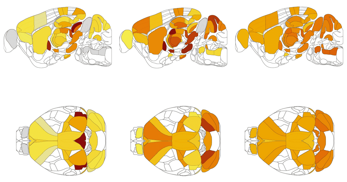 Widely distributed brain areas sync to orchestrate decisions in rodents ...
