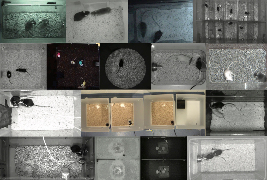 Collage of images of mice in lab settings.