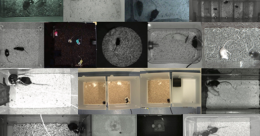 Competition seeks new algorithms to classify social behavior in animals