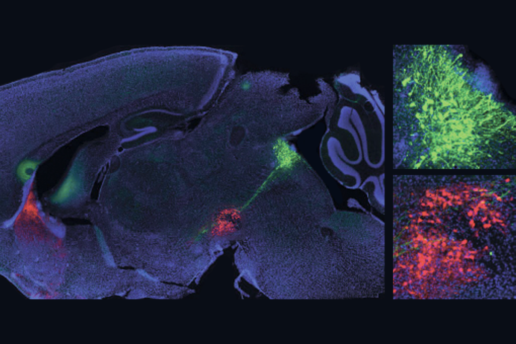 Research image of serotonin and dopamine neurons manipulated simultaneously in mice.