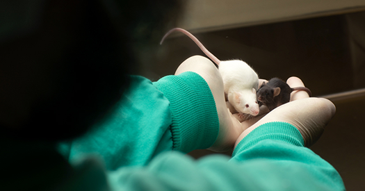 Unique: NIH seems to archive coverage requiring feminine animals in research