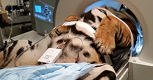 Zoo animals offer promising venue to study brain disorders