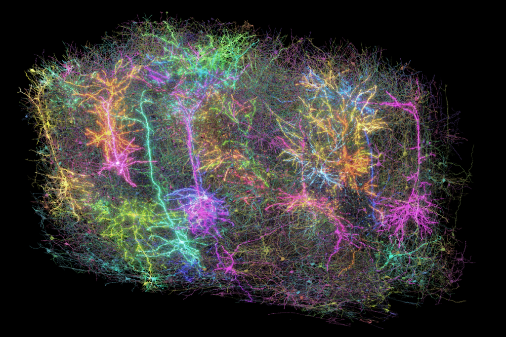 Detailed image of neurons in the mouse visual cortex.