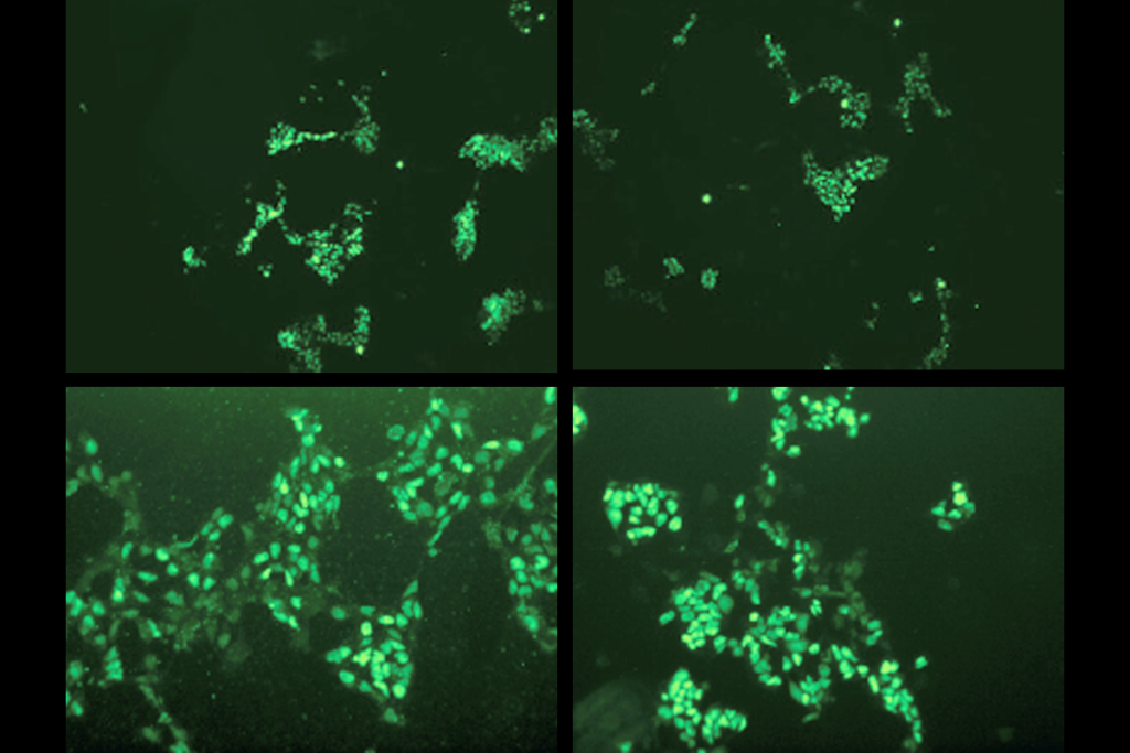 Research image of neural progenitor cells in mice.