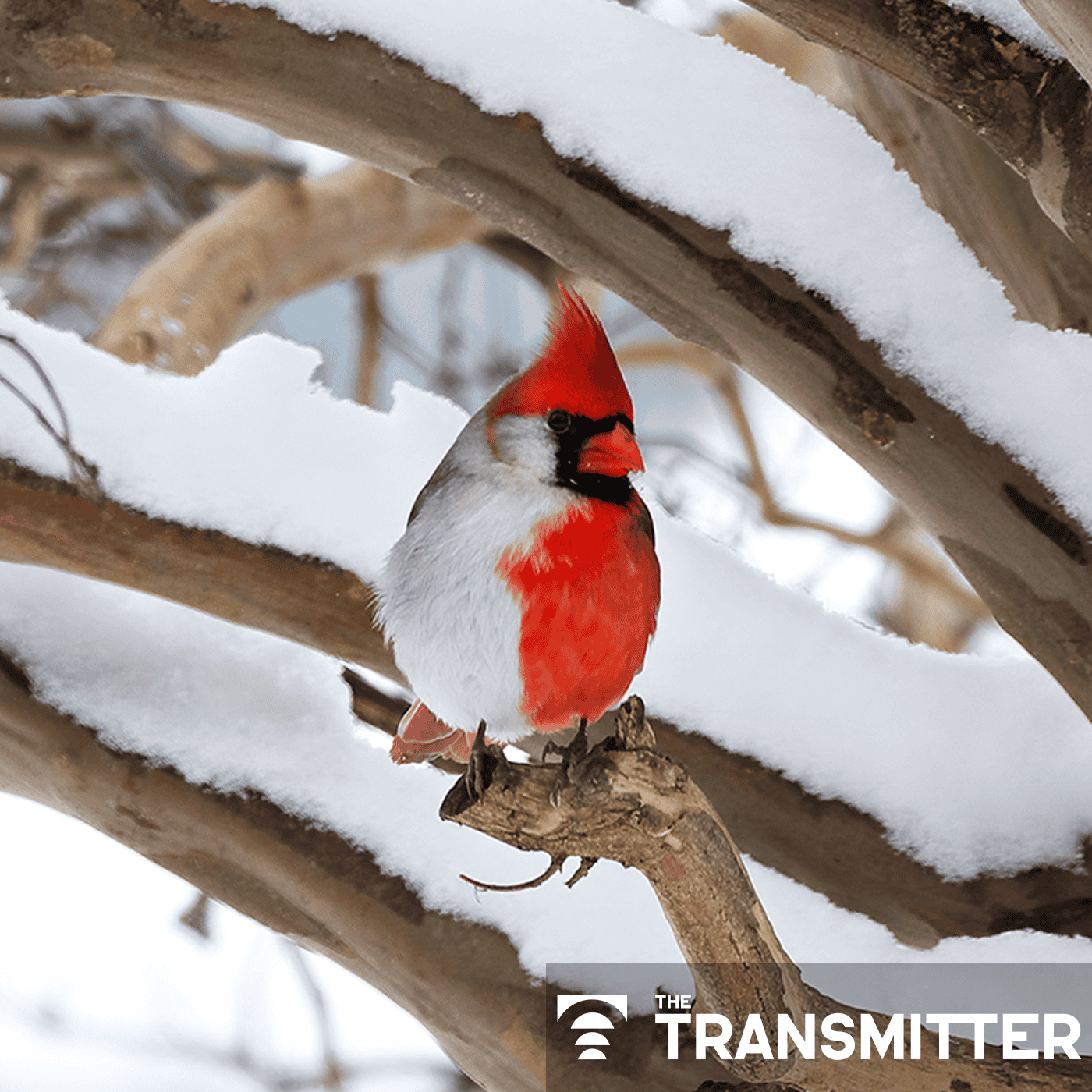 What birds can teach us about the 'biological truth' of sex episode artwork