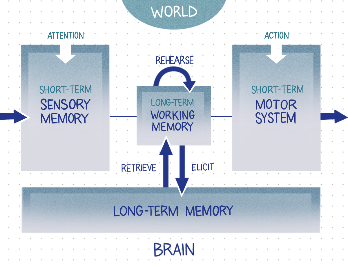 Illustrated diagram of how memory is processed in the brain.