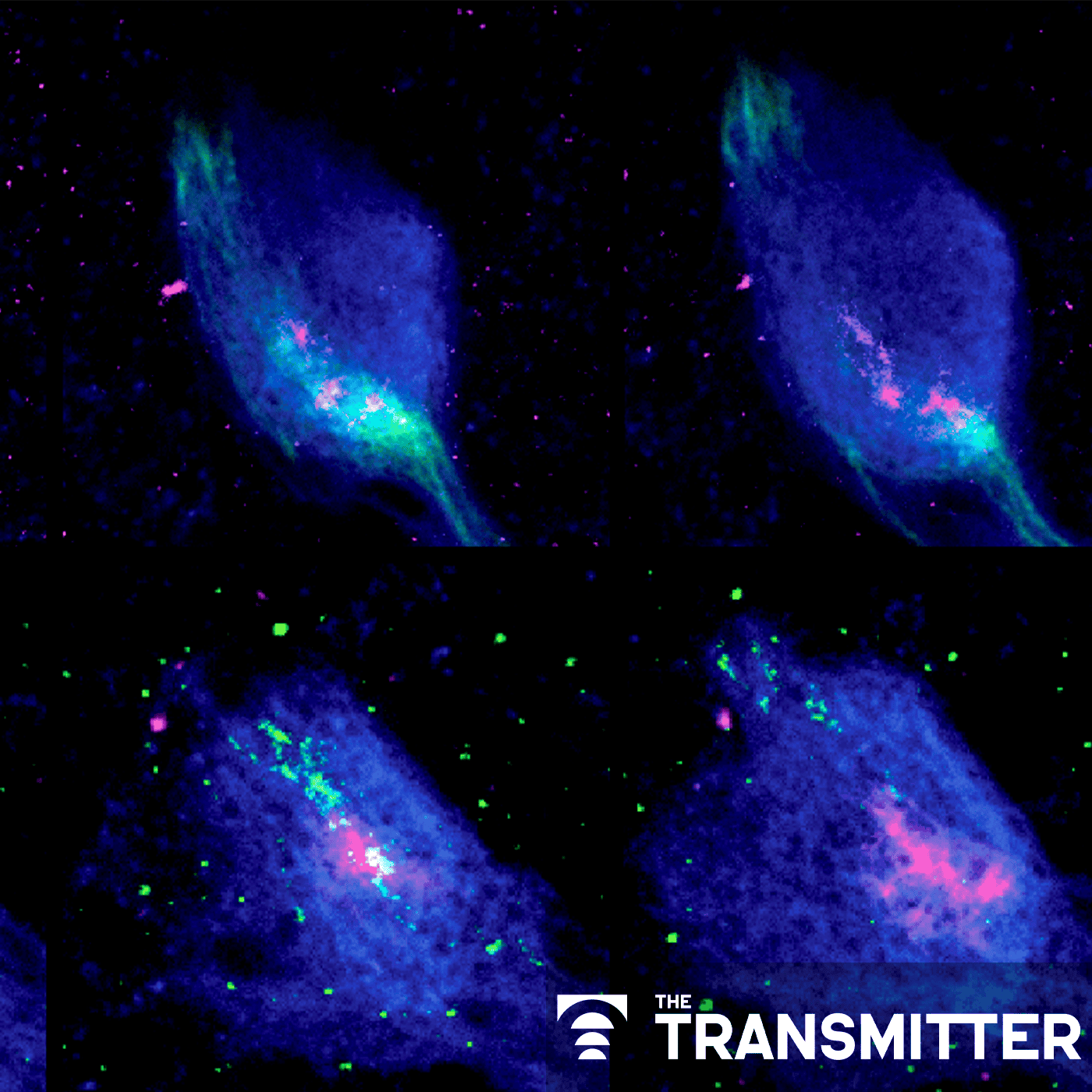 How developing neurons simplify their search for a synaptic mate episode artwork