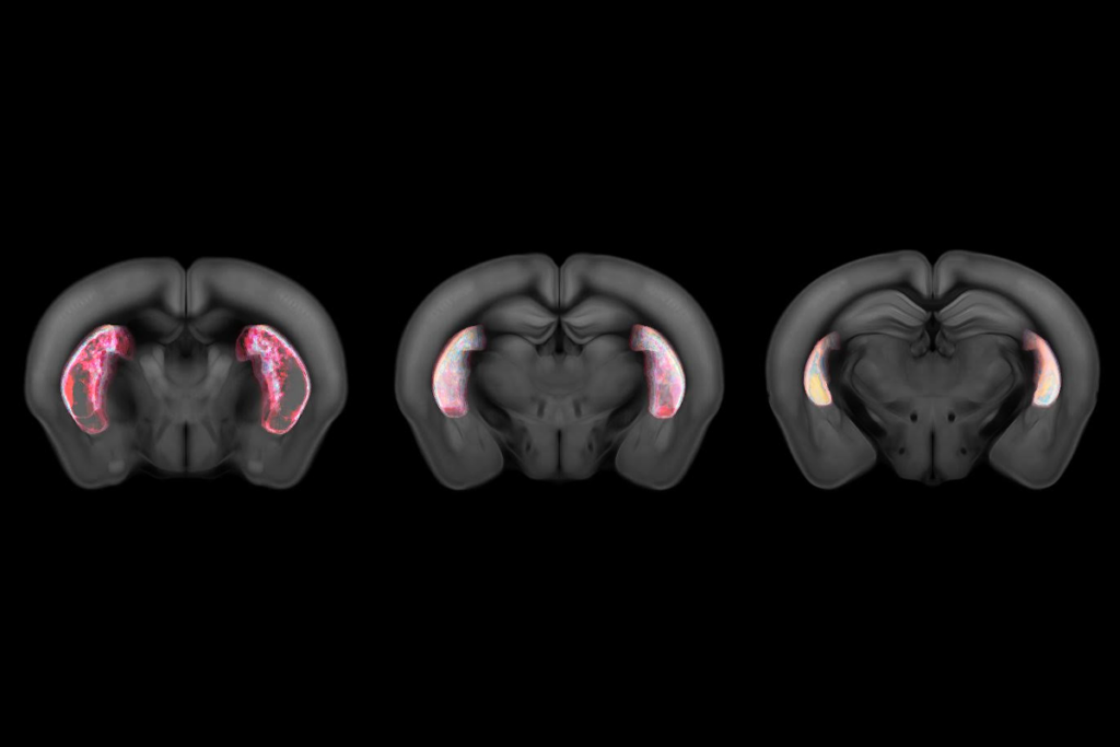 Research image of mouse brain slices.